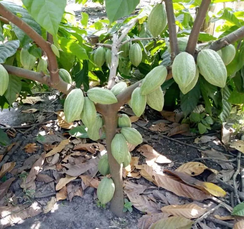 Cacao – Ghana