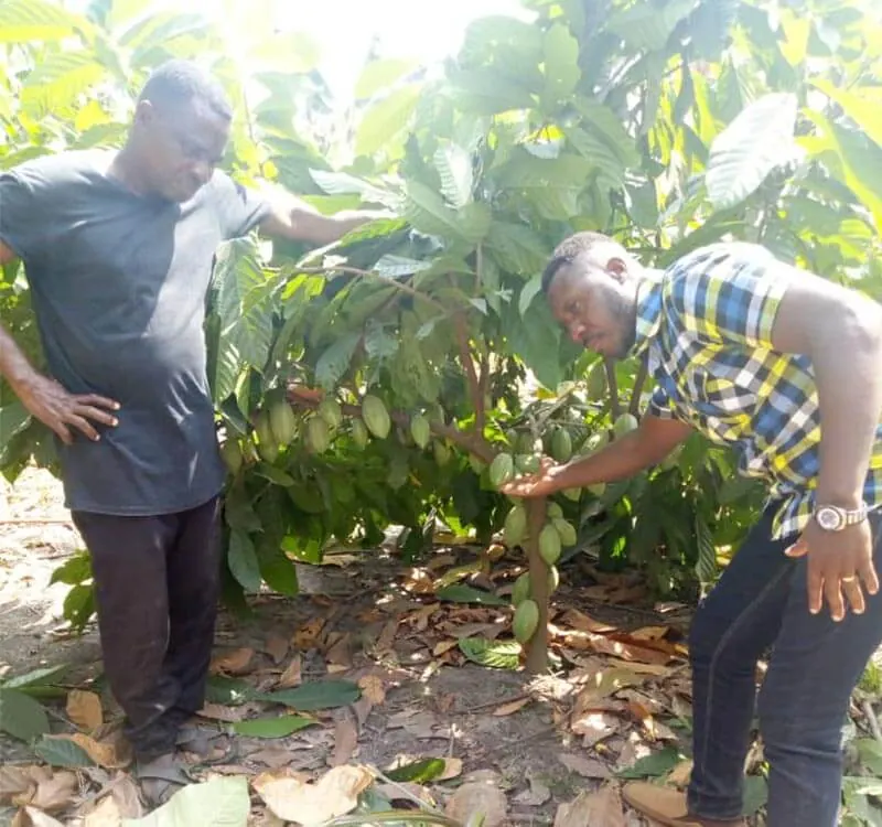 Internationale Ergebnisse – Ghana 6