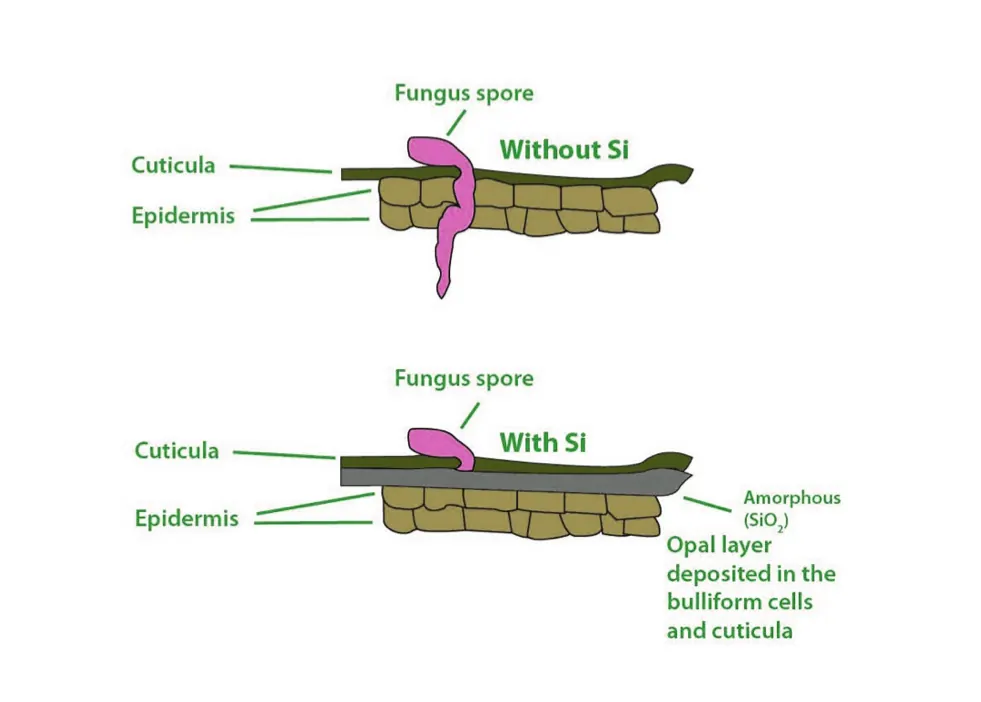 Opalschicht auf der Epidermis