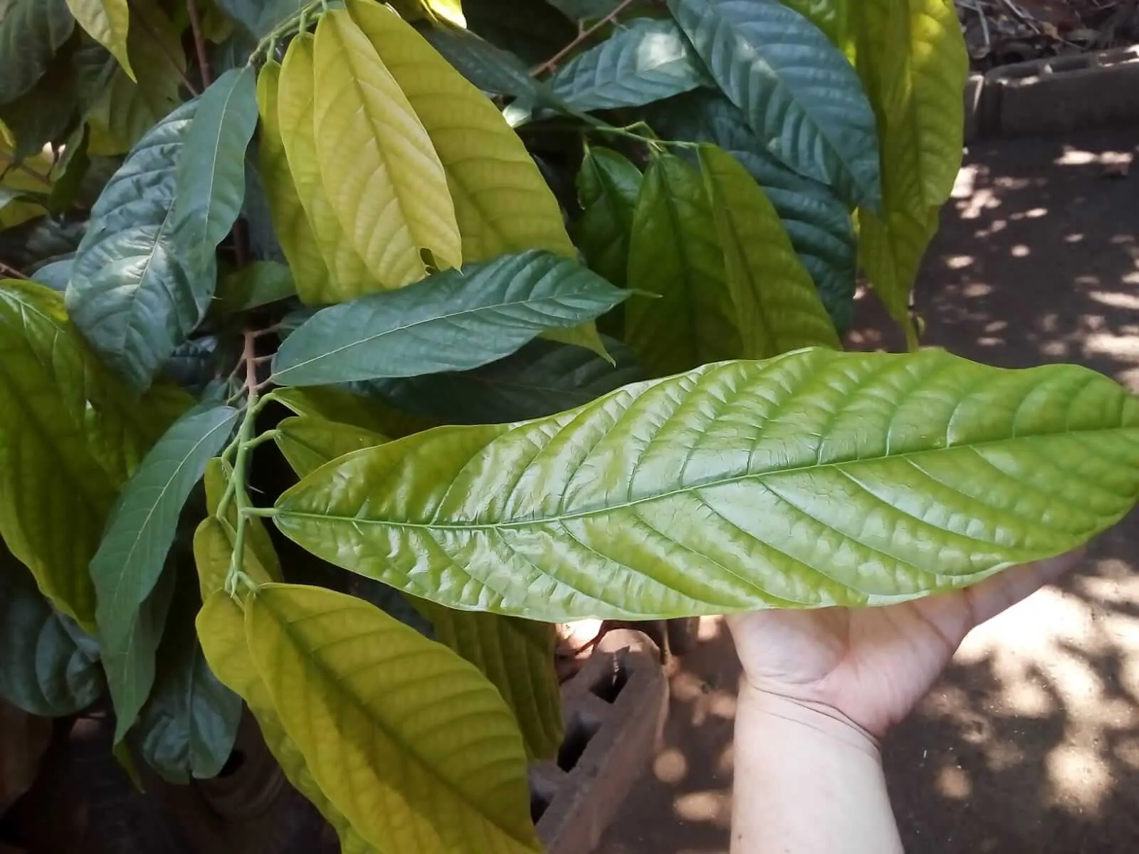 Love Green – kräftiges Blatt