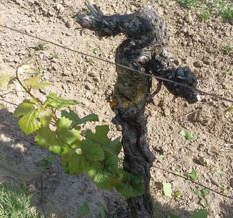 Wein – Deutschland – Deutschland 9