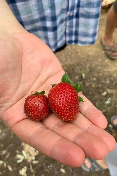Love Green Erdbeeren