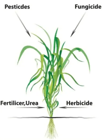 Les traitements chimiques provoquent un stress chez les plantes.