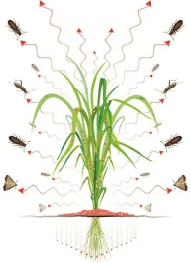 Les plantes affaiblies émettent des signaux biochimiques qui attirent les ravageurs.