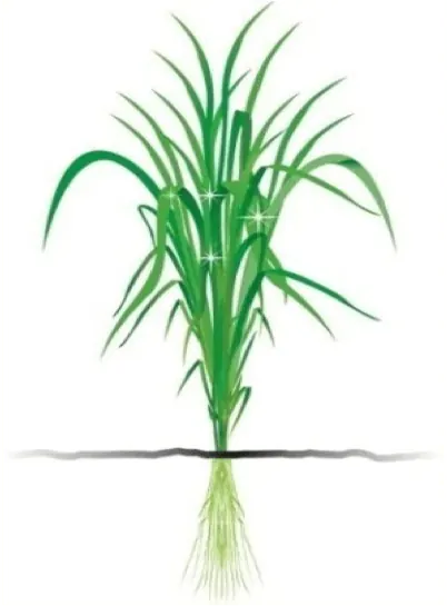 Les plantes saines n’émettent pas ces signaux, résistent mieux et n’attirent pas les ravageurs.