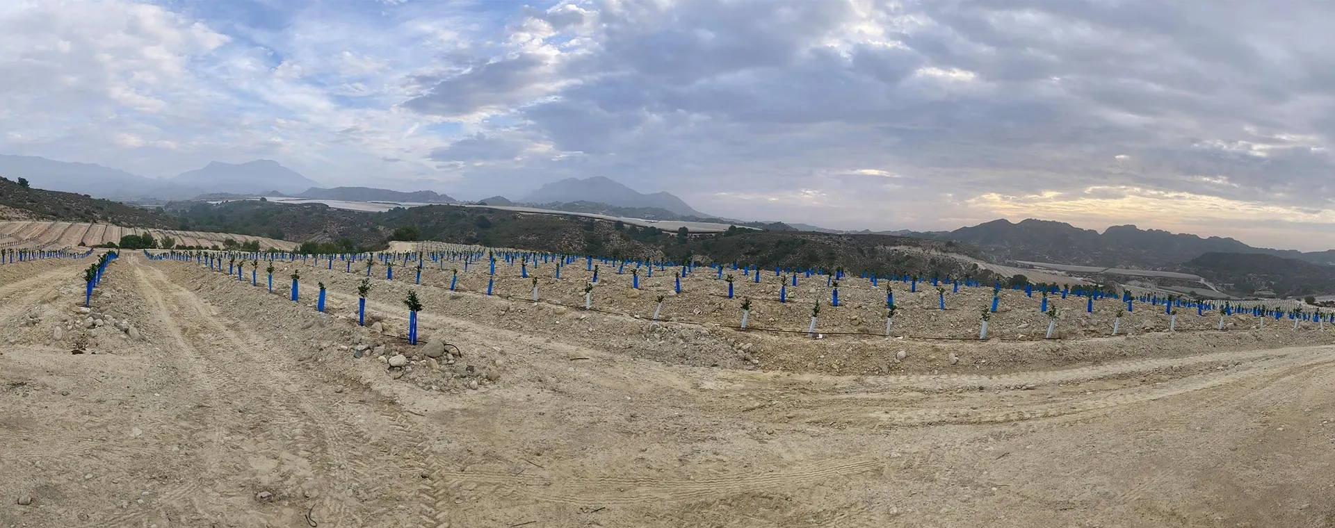 Orangen im Oktober 2022 – Spanien
