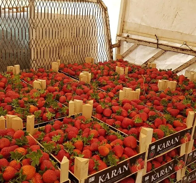 Fraises – Turquie