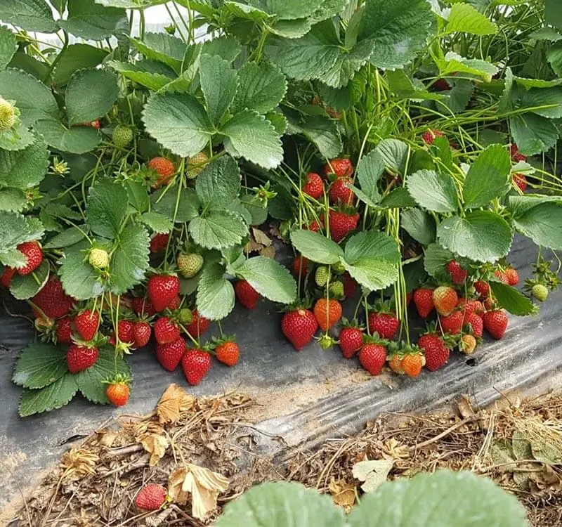 Fraises – Turquie – avec Love Green