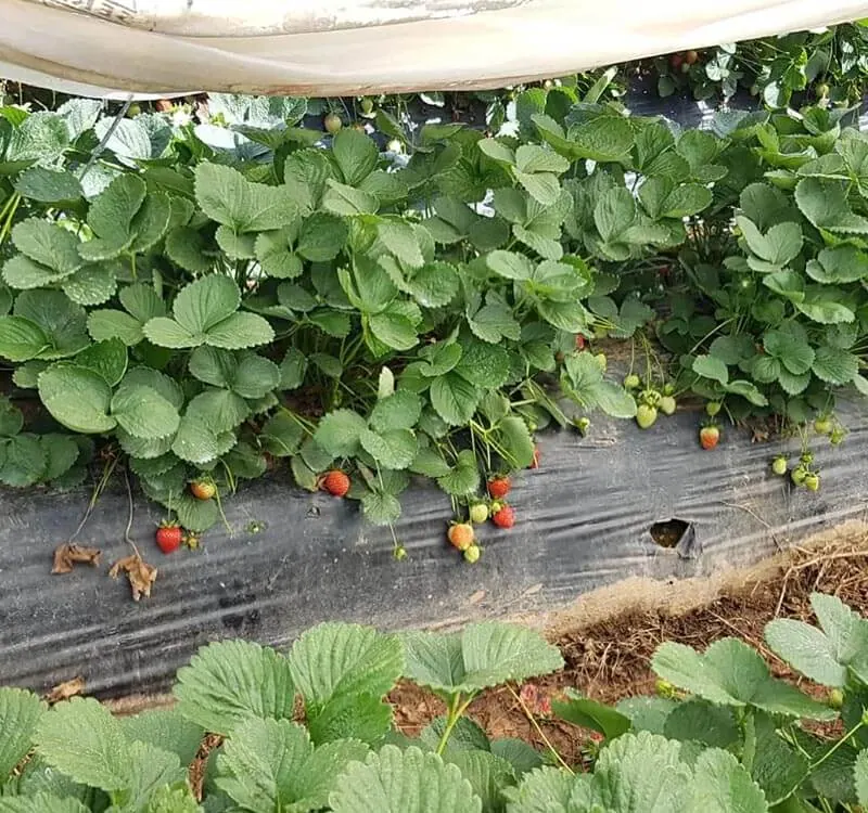 Fraises – Turquie – sans Love Green