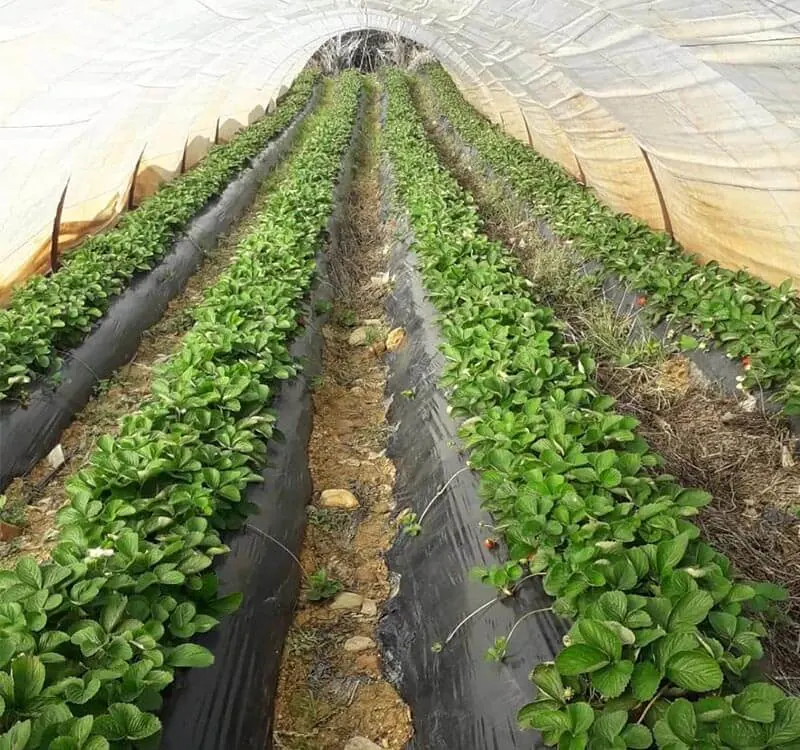 Erdbeeren – Türkei – mit Love Green