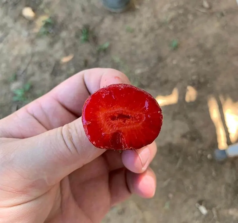 Fraises – Turquie – avec Love Green