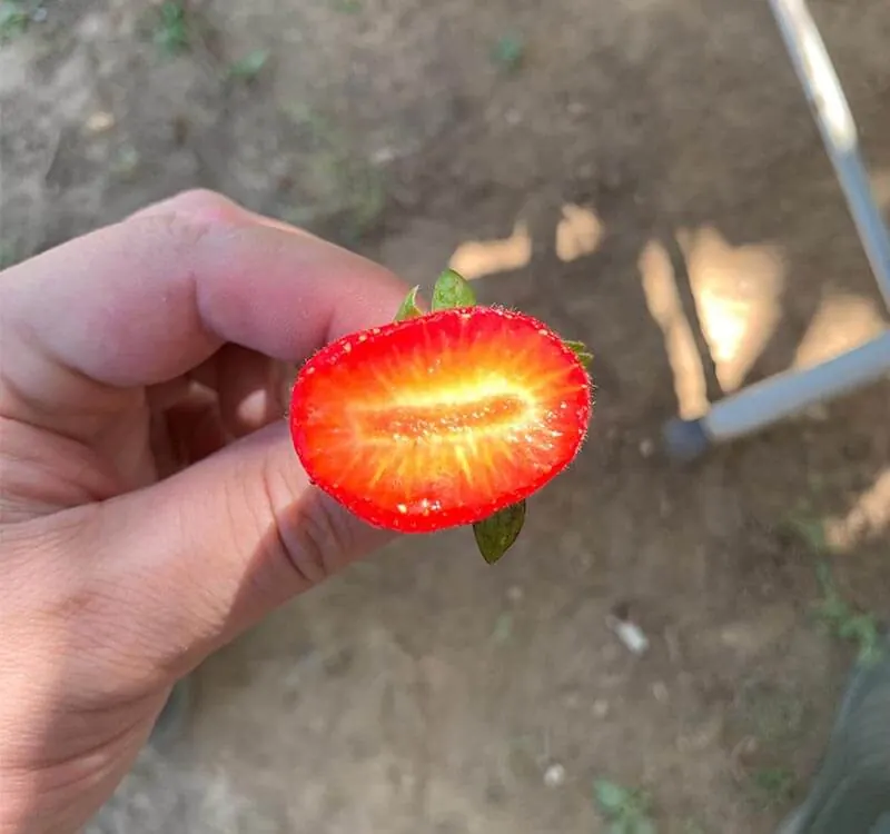 Fraises – Turquie – sans Love Green