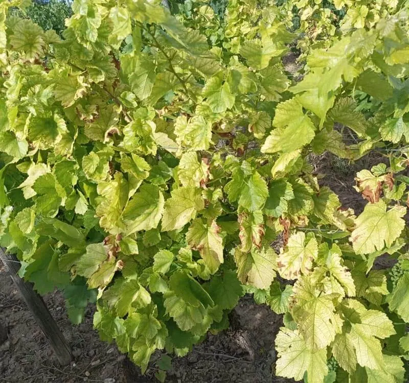 Wein – Deutschland – Deutschland 1