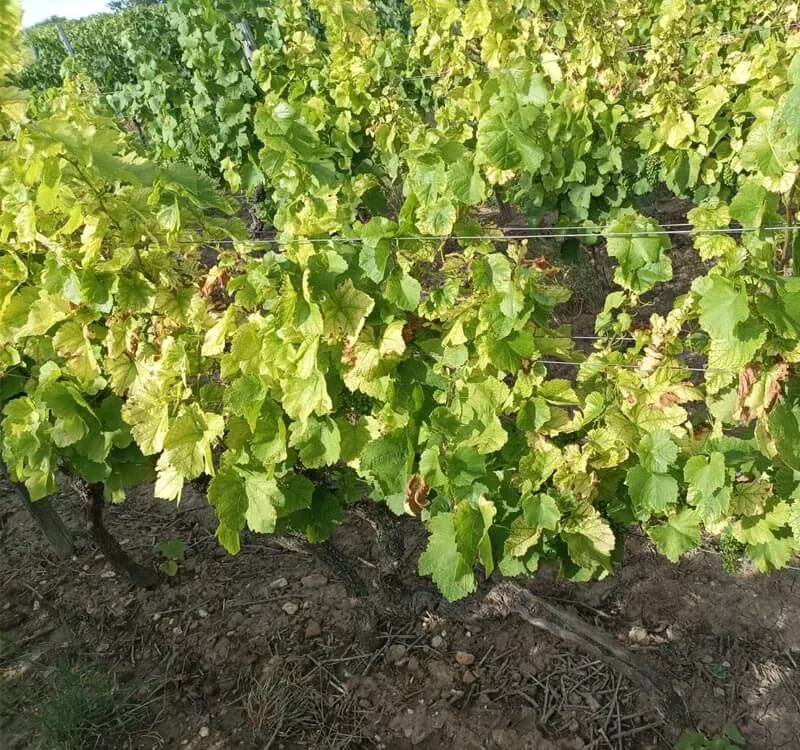 Wein – Deutschland – Deutschland 3