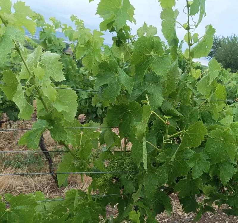 Wein – Deutschland – Deutschland 2