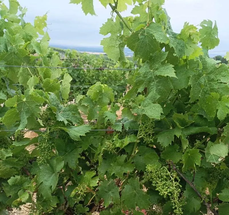 Wein – Deutschland – Deutschland 4