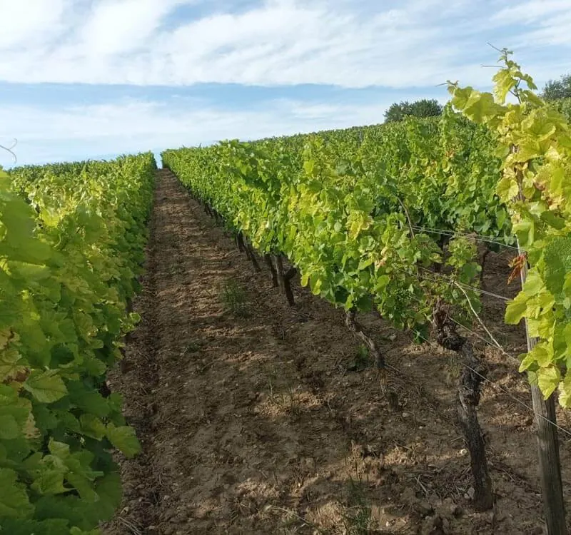 Vigne – Allemagne