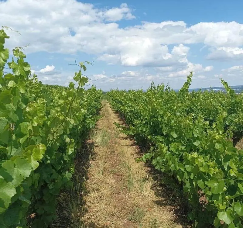Wein – Deutschland – Deutschland 6