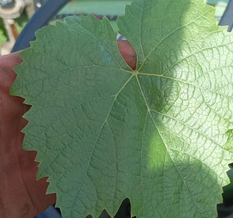 Wein – Deutschland – Deutschland 7