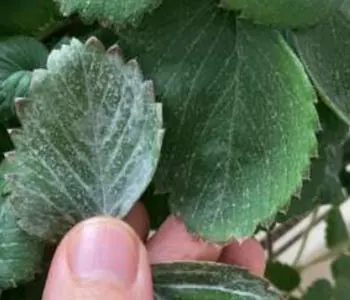 Traitement trop prolongé – les feuilles sont « lessivées ».